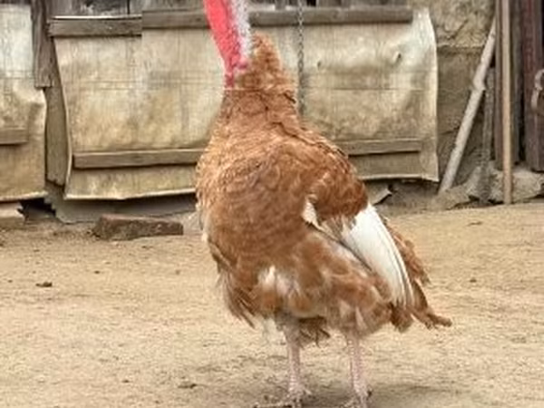 Jersi Buff — Vengriya