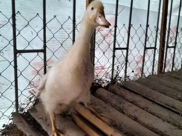 Amerikan Pekin