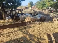Ovelhas (lote, sexo não especificado), Dorper sheep — foto 4