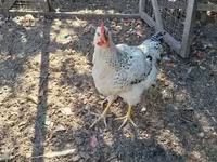 Chickens — zdjęcie 4