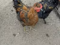 Chickens — fotografija 2