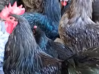Australorp — fotografija 2