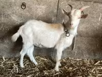 公山羊, Goats — 照片 2