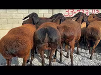 Ovan, Hissar sheep — fotografija 2