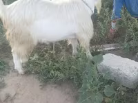 बकरी, Saanen goat — फ़ोटो 1