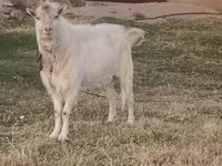 Jarac, Russian White goat — fotografija 2