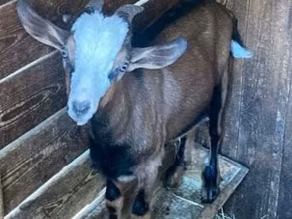Cabro, Cabras