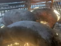 Schweine (Partie, Geschlecht nicht angegeben), Schweine — Foto 5