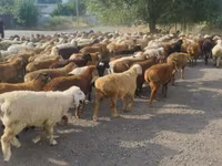 Qoç, Qoyunlar — foto 8