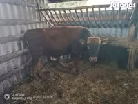 Byk, Krowa limuzyńska — zdjęcie 3