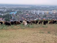 Qoç, Qoyunlar — foto 4