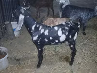 Billy Goat, Beetal goats — photo 3