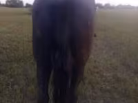 فرس, Nonius horse — الصورة 2