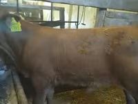 Бик, Simmental cattle — фото 2