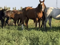Égua, Cavalos — foto 7