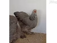 Brahma — fotografija 1
