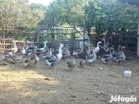 Geese — फ़ोटो 3