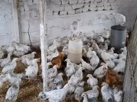 Chickens — Foto 1