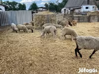 نعجة, White Suffolk sheep — الصورة 3