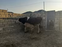 Krava, Simmental cattle — fotografija 4