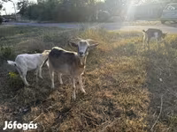 Ziege, Ziegen — Foto 4