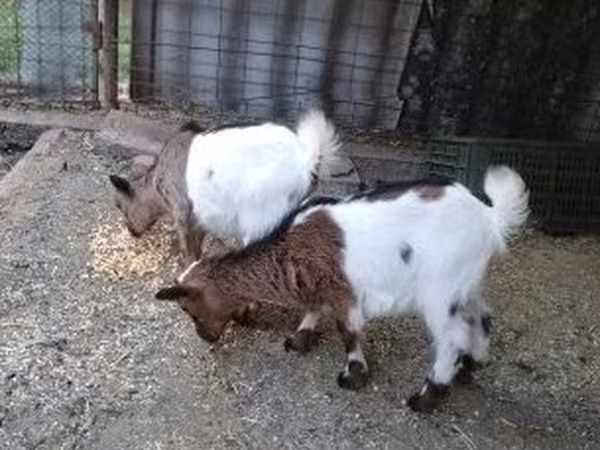 Chèvre, Chèvres