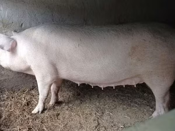 Porca, 