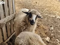母羊, Tsigai sheep — 照片 3