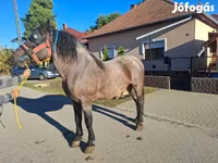 Caballo, Caballos — foto 2