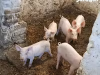 母猪, Pigs — 照片 8