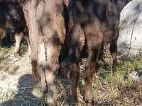 Touro, Simmental cattle — foto 6