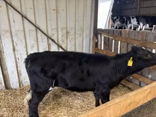 Vache, Vache limousine