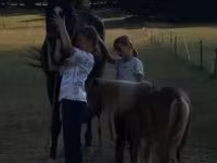 Cavalo, Dutch warmblood horse — foto 1