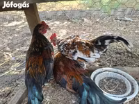 Japanese Bantam — photo 4