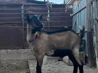 Ешкілер (топ, жынысы көрсетілмеген), Ешкілер — 3-сурет