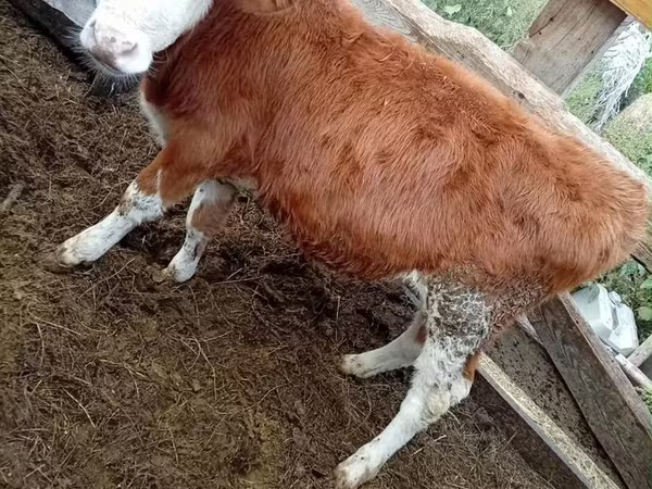 雄牛, カザフスタンのホワイトヘッド牛