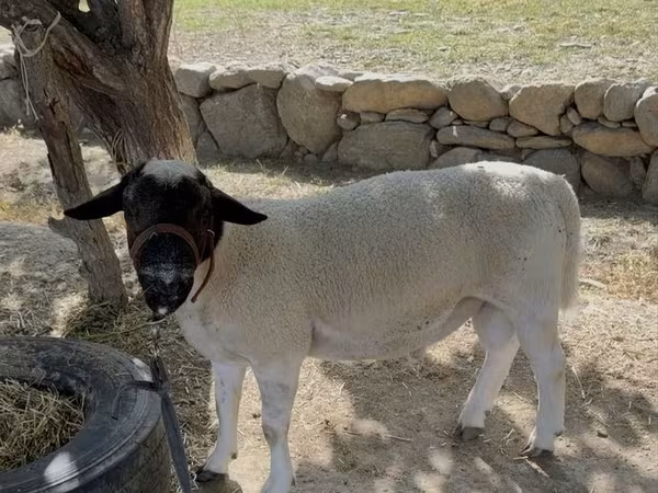 Qoç, Dorper sheep