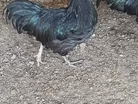 Australijska pit borbena kokoš — fotografija 1