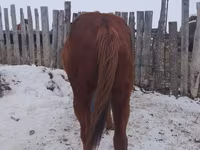 Pastuv, Russian Don — fotografija 1