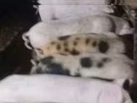 Donuzlar (partiya, cinsi göstərilməyib), Donuzlar — foto 1