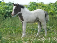 Horse (M), American shetland pony — photo 4