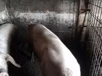 Locha, Świnie — zdjęcie 1