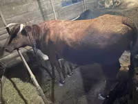İnək, Swiss cattle — foto 1