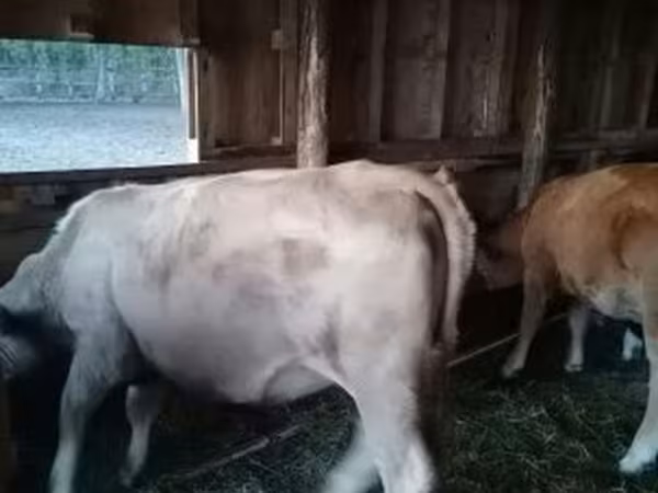 母牛, Cattle
