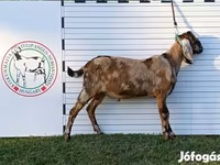 公山羊, Nubian Goat — 照片 2