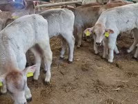 Bydło (partia, płeć nieokreślona), Simmental cattle — zdjęcie 4