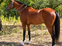 Caballo, Caballos — foto 3