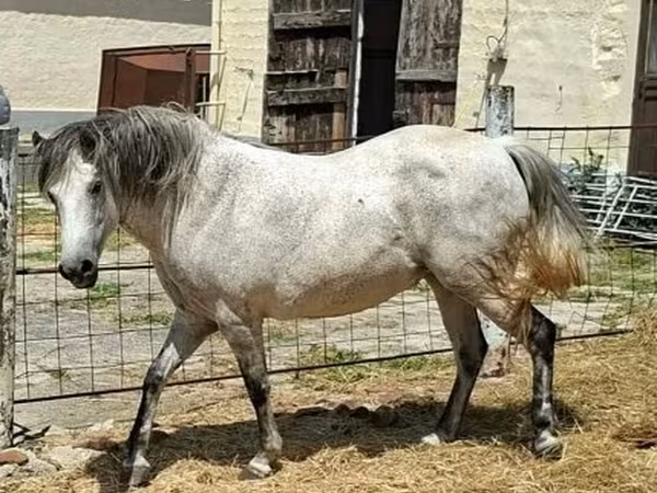 Yegua, Hungarian horse breed