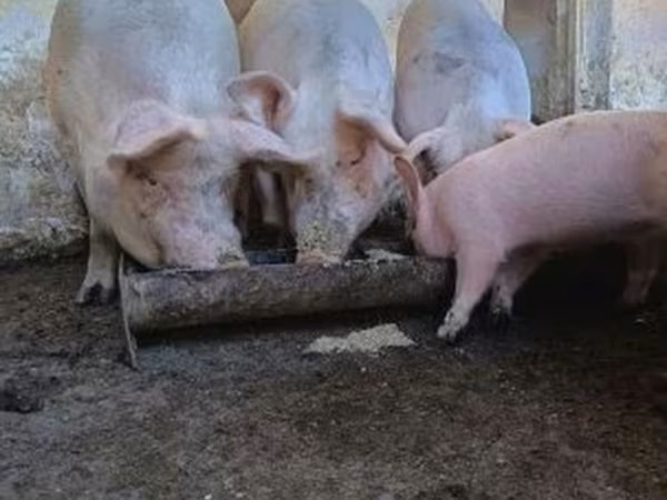 Säue, Мангалица