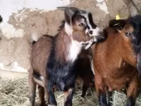 Billy Goat, Goats — photo 2